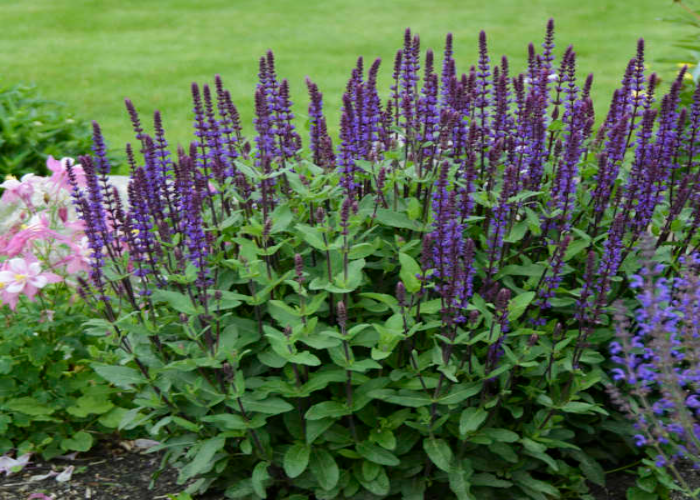 Salvia Nemorosa (Caradonna)