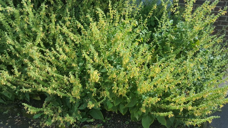 Salvia Nubicola