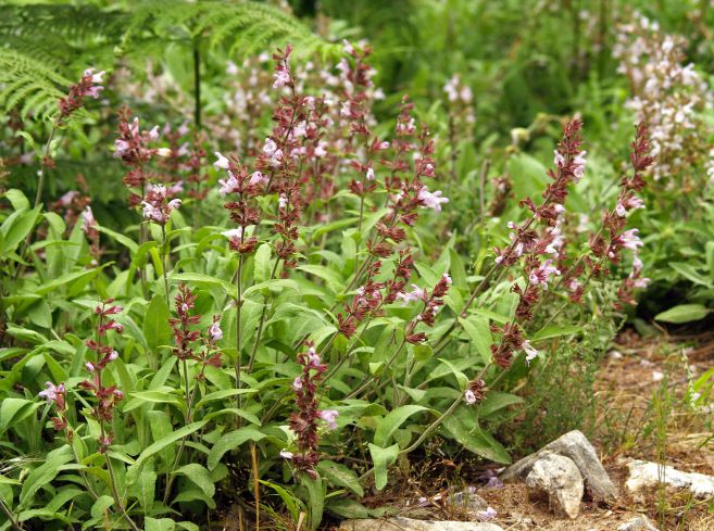 Salvia Officinalis