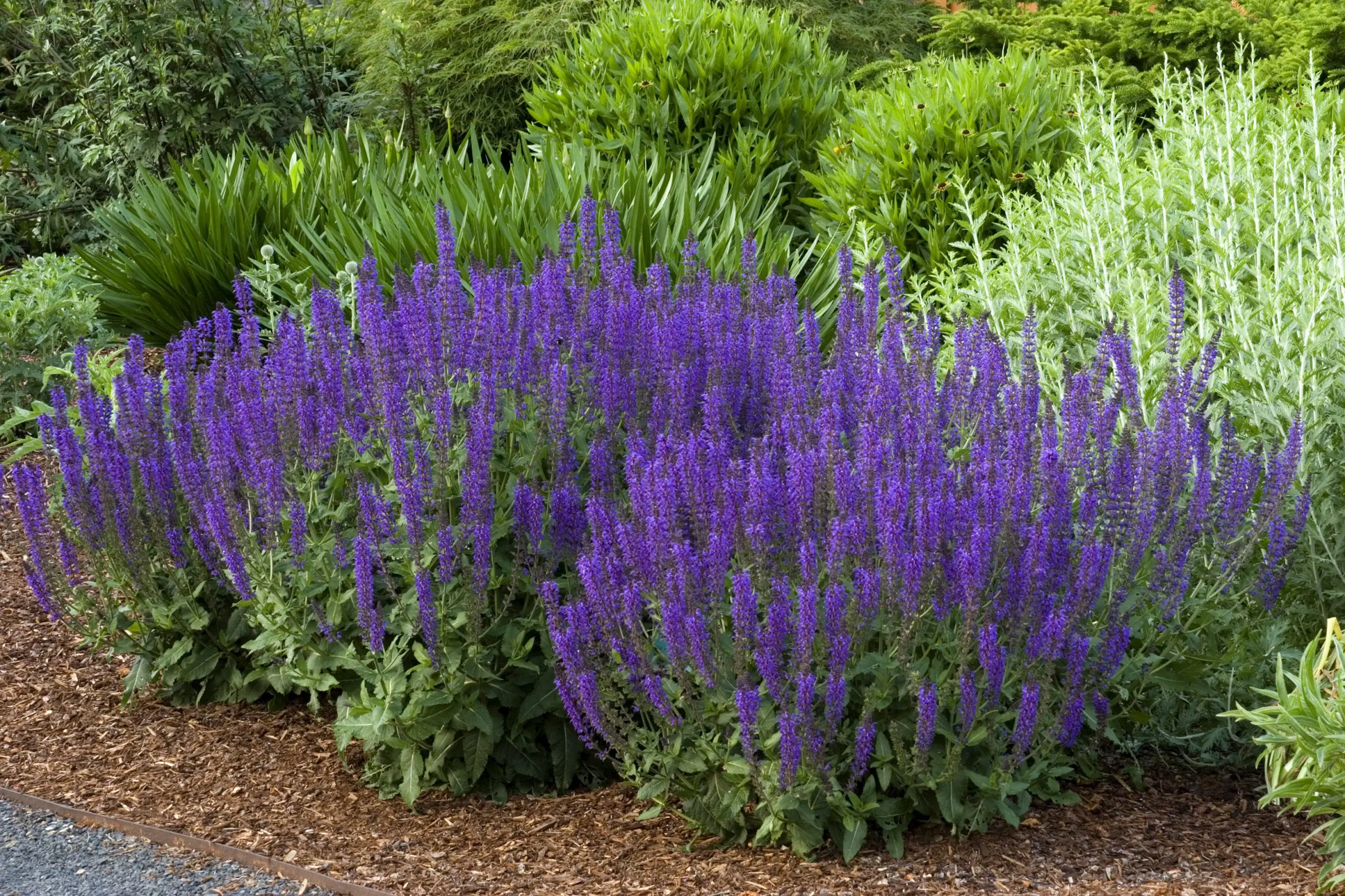 Salvia Plant’s Blooming Period.jpg