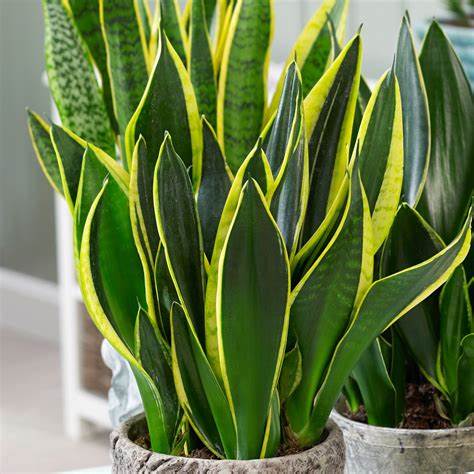 Sansevieria