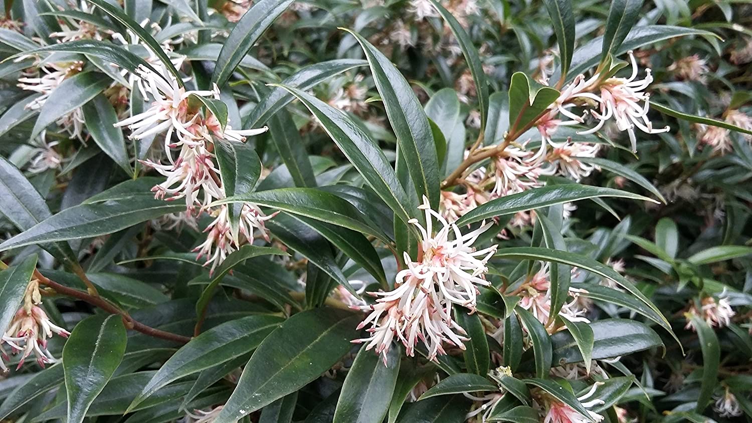 Sarcococca Confusa ‘Sweet Box’: Caring Tips For Evergreen Plants