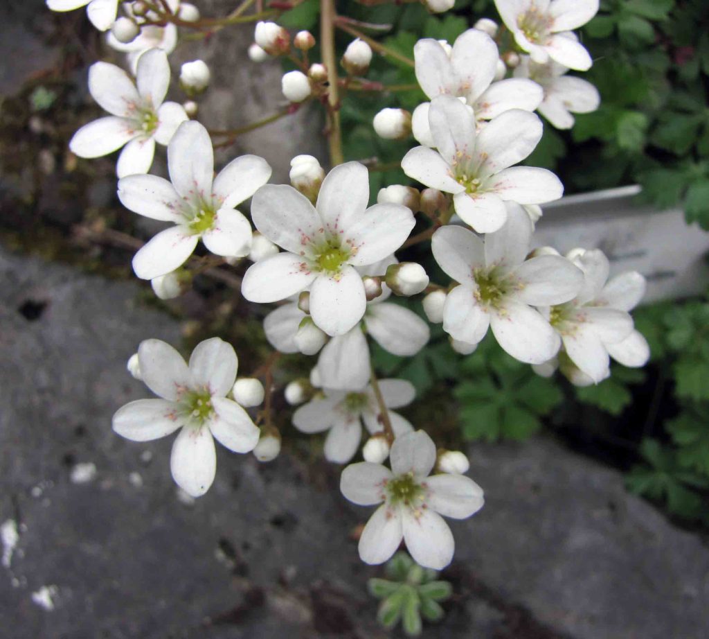 Saxifraga Callosa