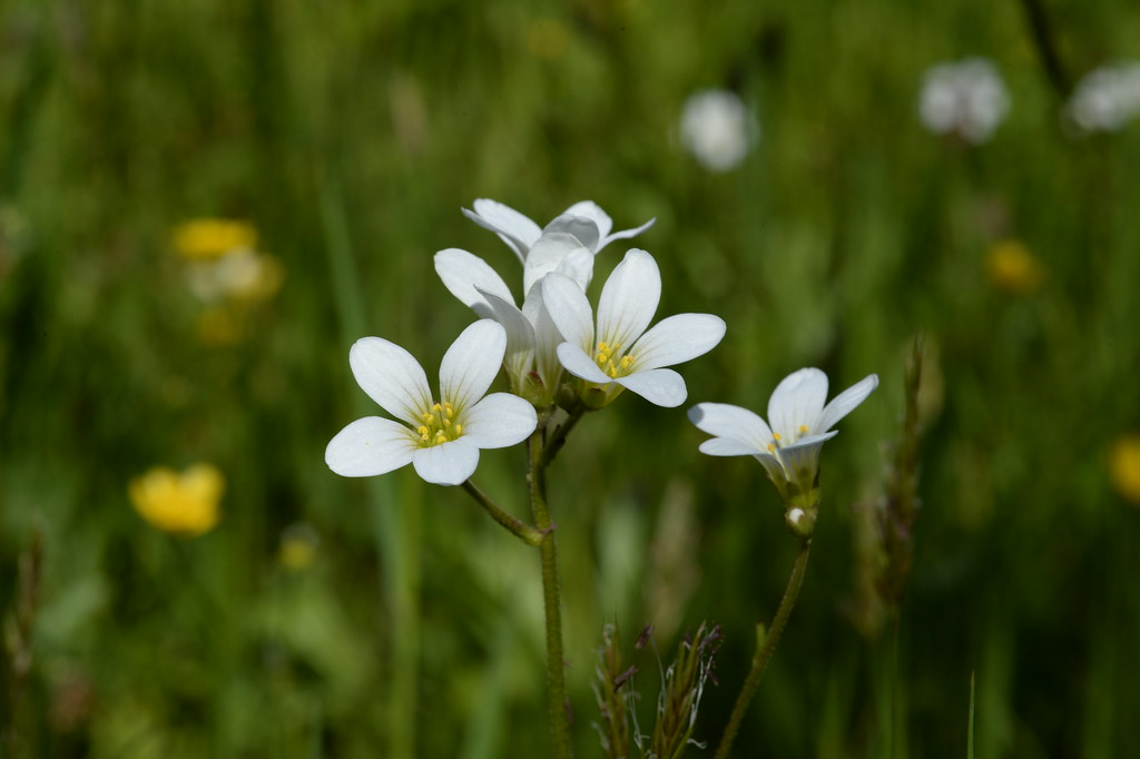 Saxifraga Granulata