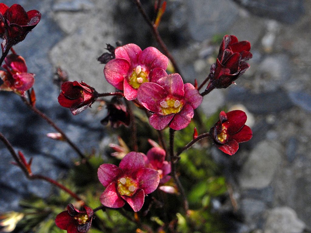 Saxifraga X Arendsii