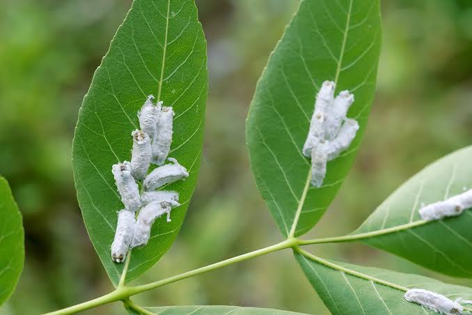 Scale Insects