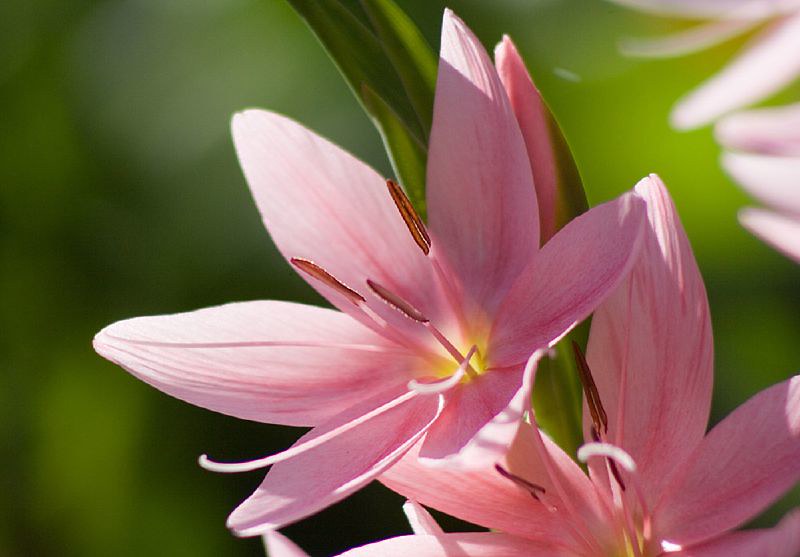 Schizostylis Coccinea Mrs Hegarty