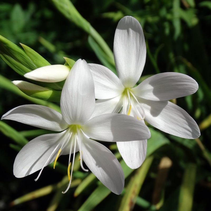 Schizostylis Coccinea 'alba'