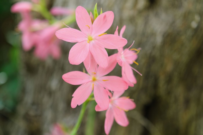 Schizostylis Coccinea 'pink Princess' Agm