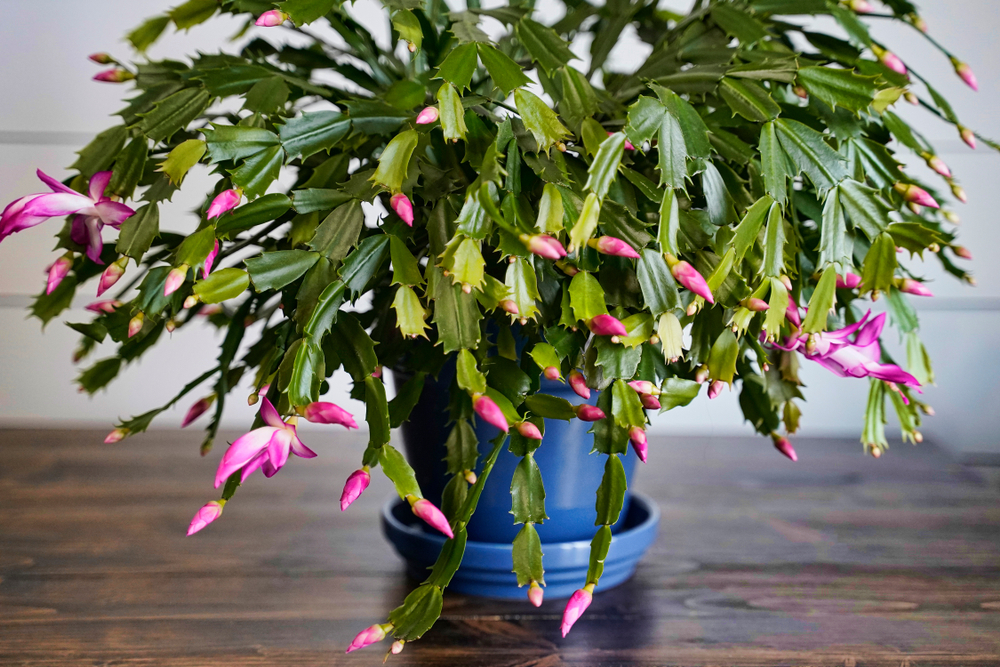 Schlumbergera 'Christmas Cactus' Care