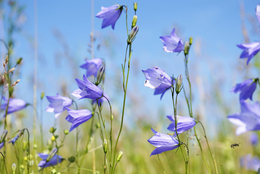 Scotch Bluebell: Harebell