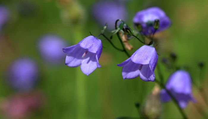 Scottish Bluebell