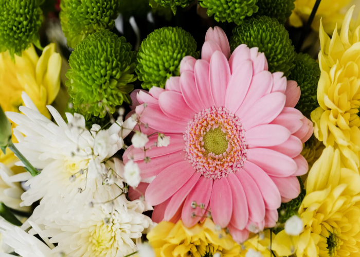 Secrets to Gardening Gerbera Varieties.jpg