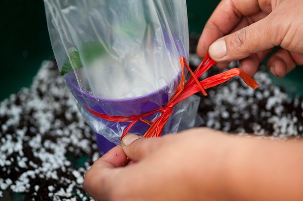 Securing the Cuttings