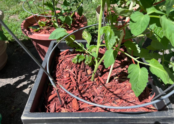 Seed Starting and Transplanting