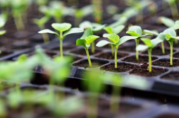 Seed Tray Or Tiny Containers