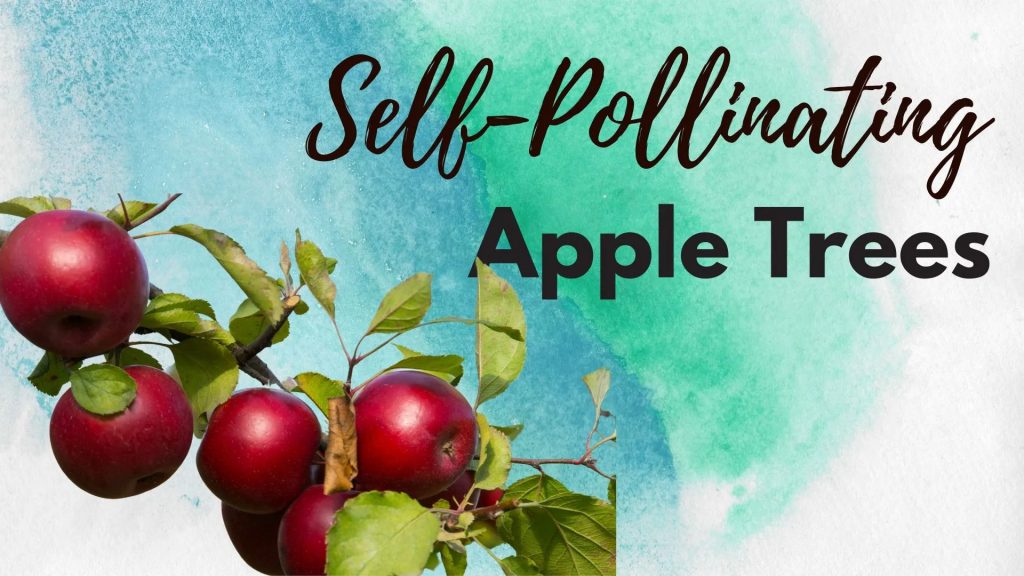 Self-Pollinating Apple Tree Types