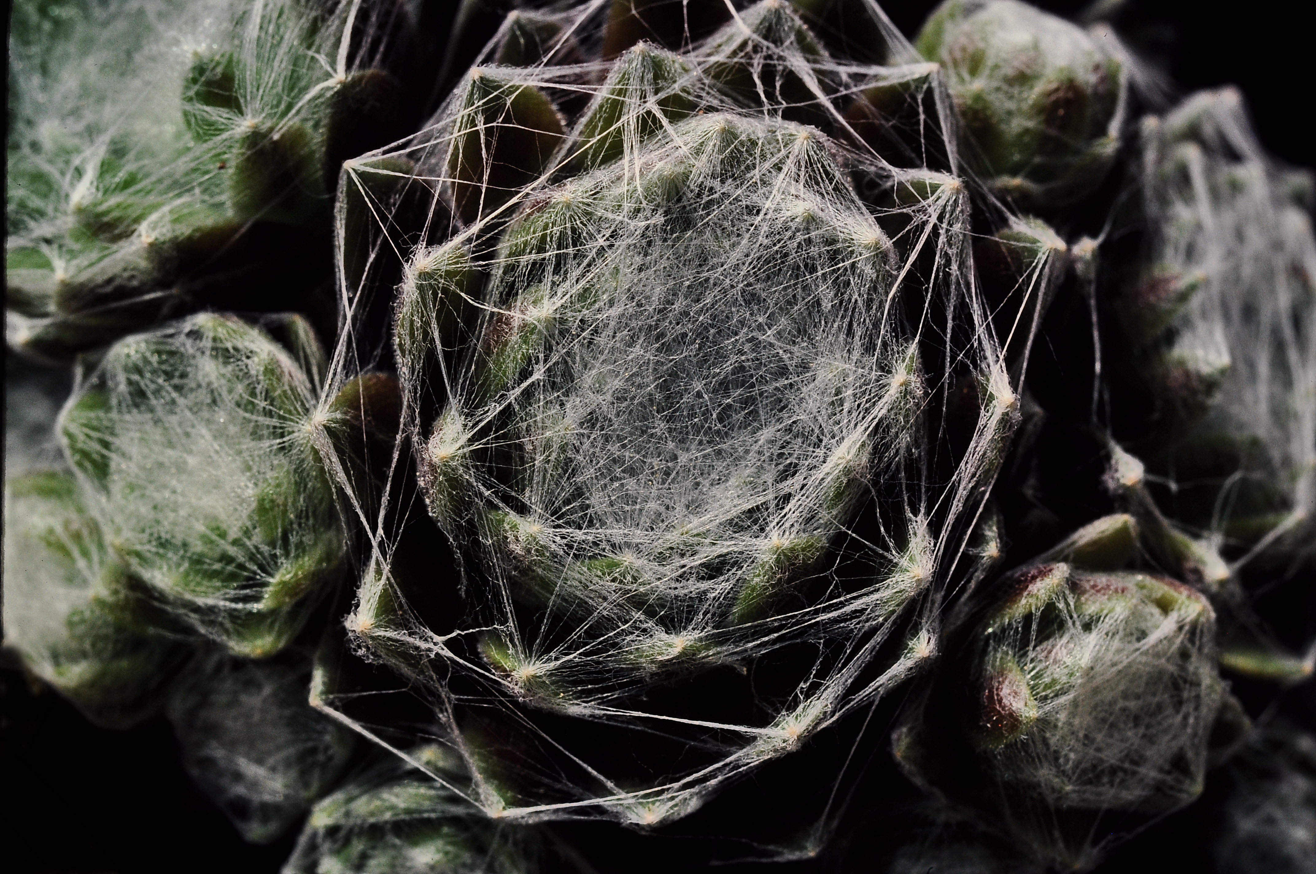 Sempervivum Arachnoideum