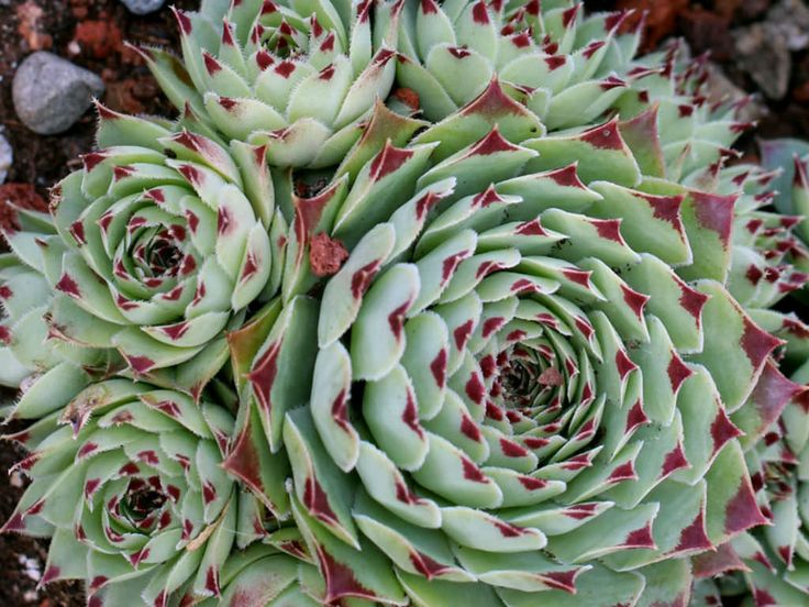 Sempervivum Calcareum