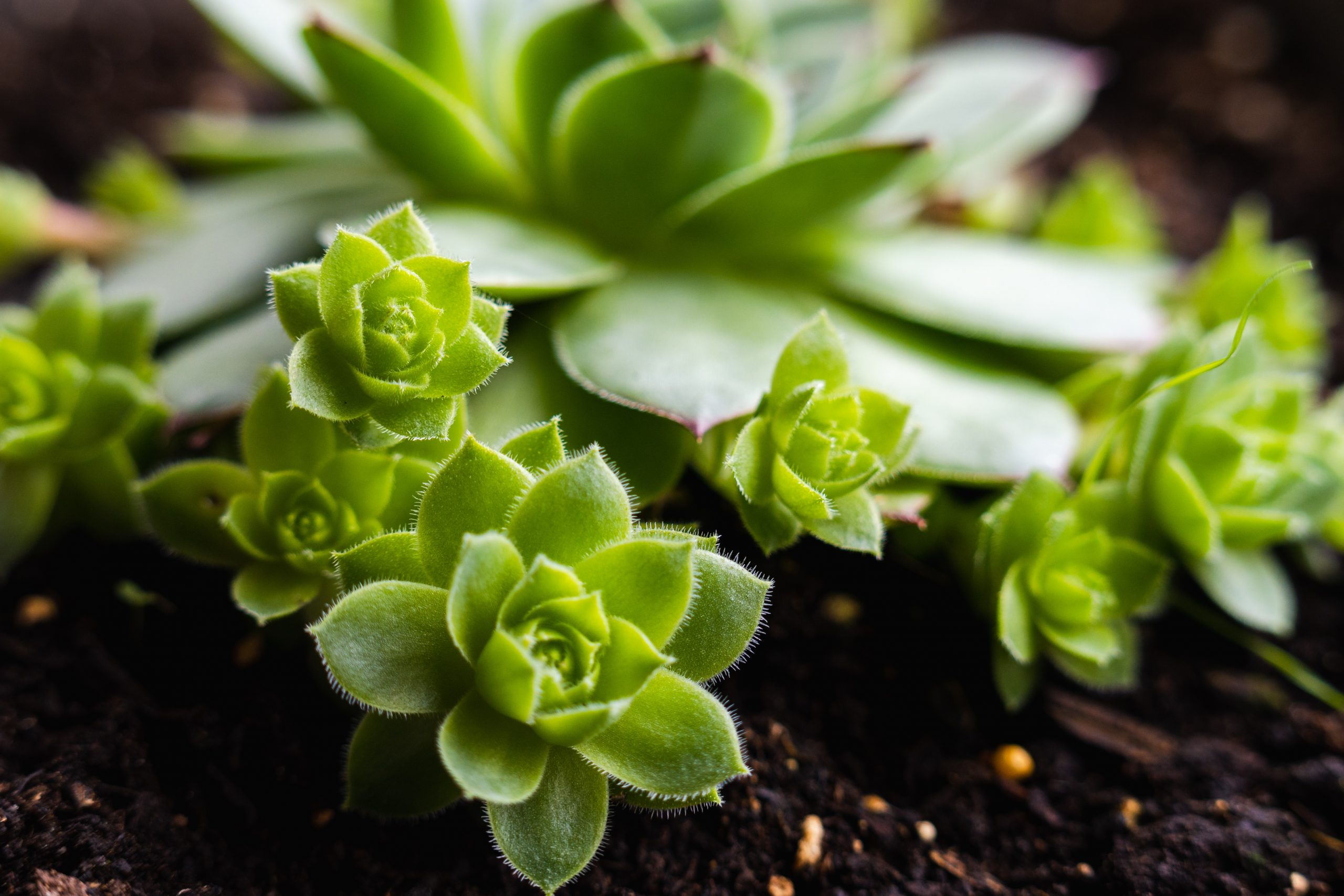 The Ultimate Guide to Growing Sempervivum ‘Houseleeks’