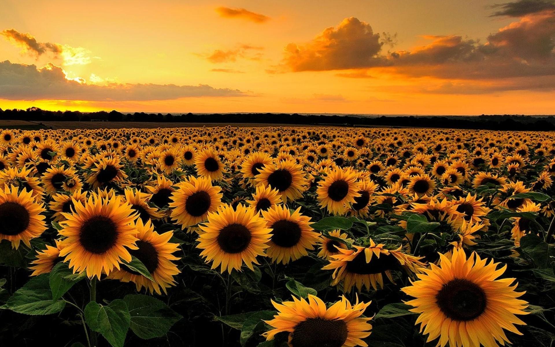 Top 24 Stunning Sunflower Types You Need to Know About