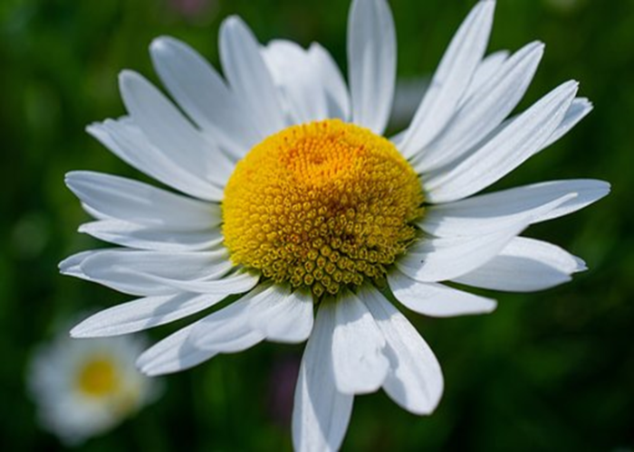 Shasta Daisy. (1)