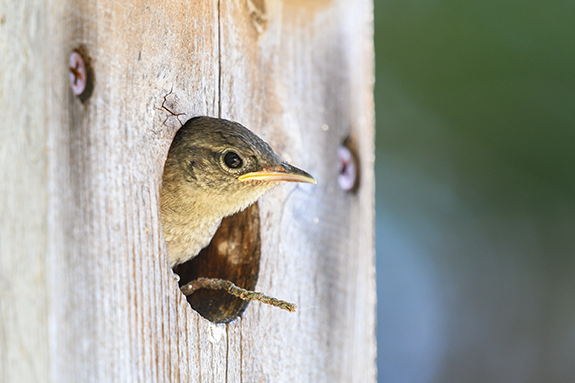 Shelter for Birds