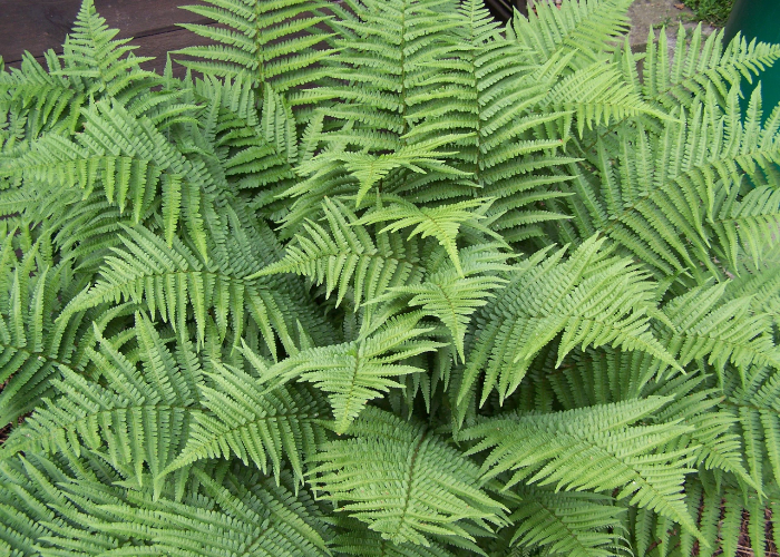 Shield Fern