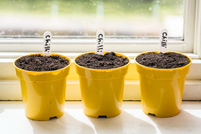 Shifting the Germinated Seeds into a Pot