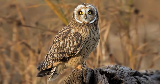 Short- Eared Owl