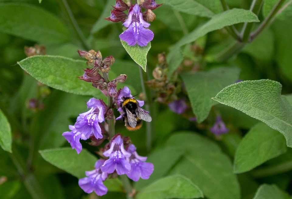 Short Flowering Course