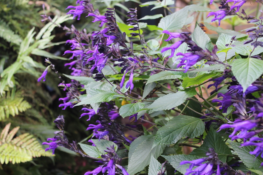 Should Salvias Be Cut Back?