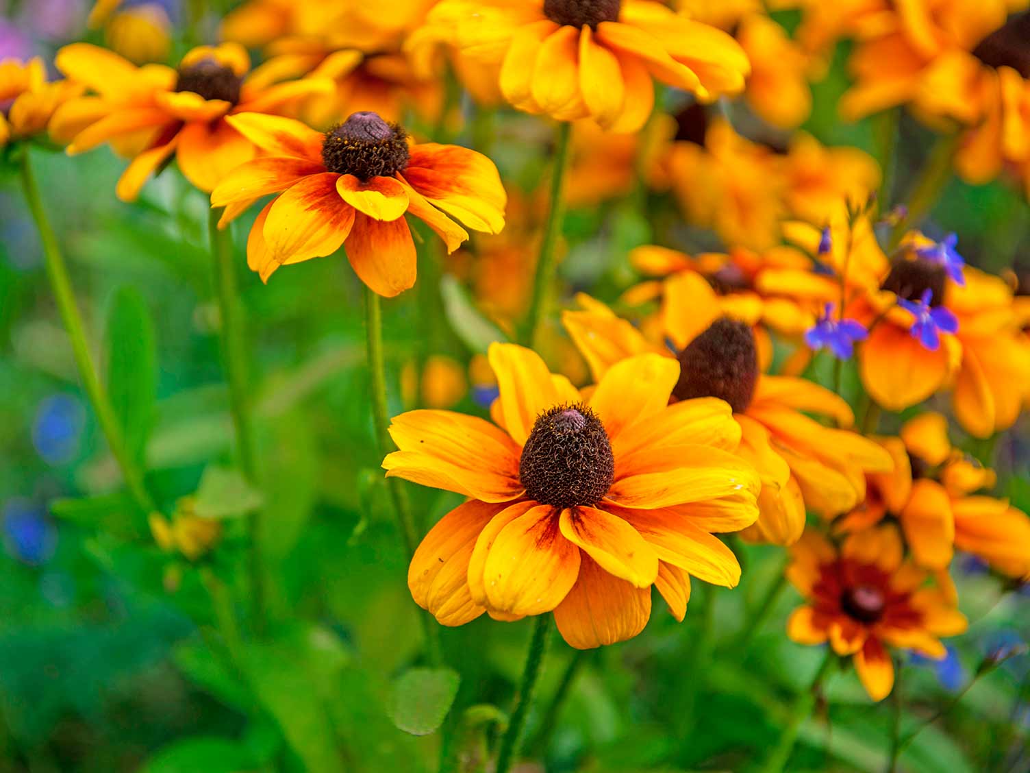 Top 10 Spectacular Rudbeckia Perennial Varieties for Your Garden