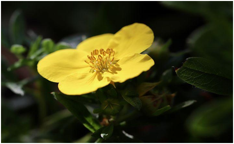 Shrubby Cinquefoil