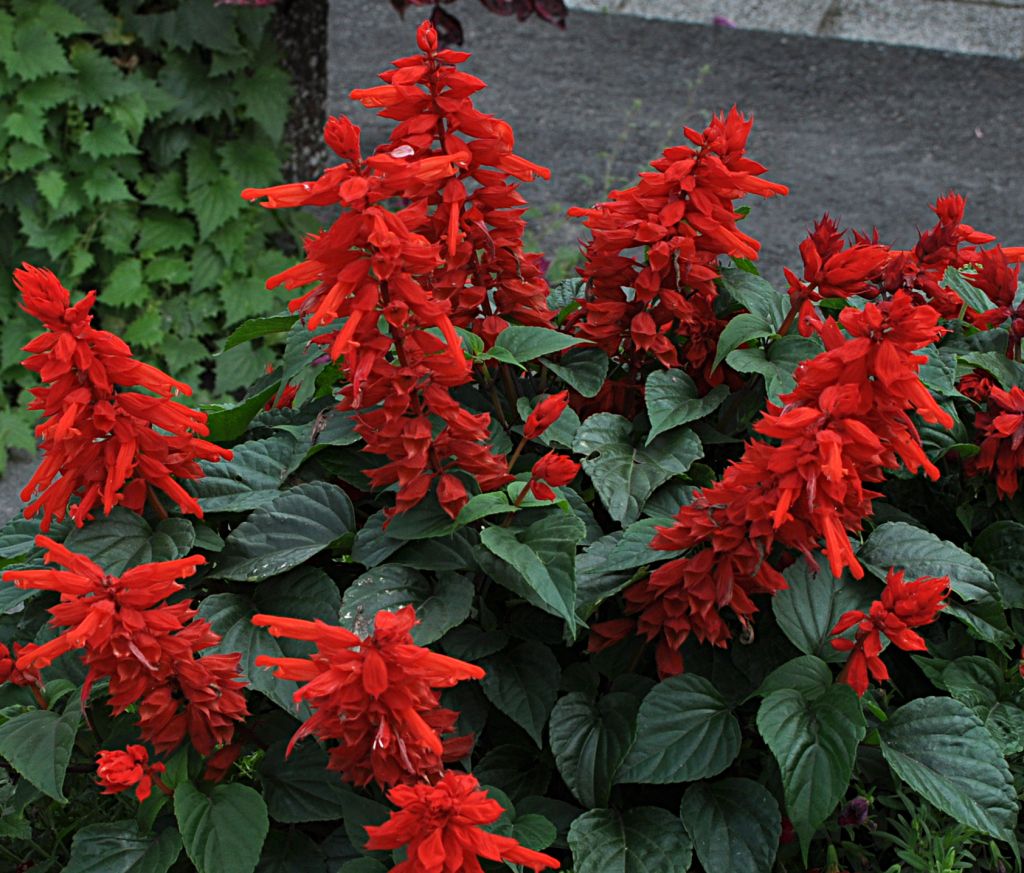 Shrubby & Tender Perennials