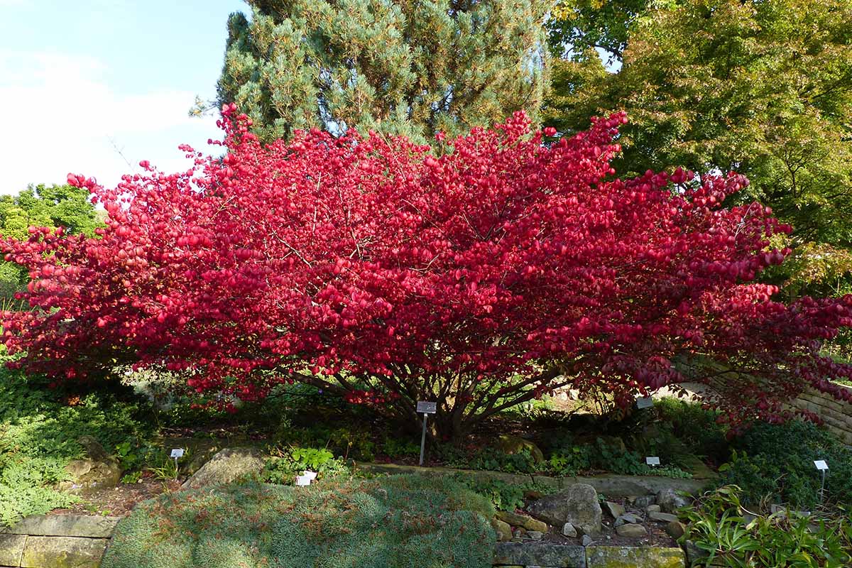 16 Red-Leafed Shrubs for Every Season!