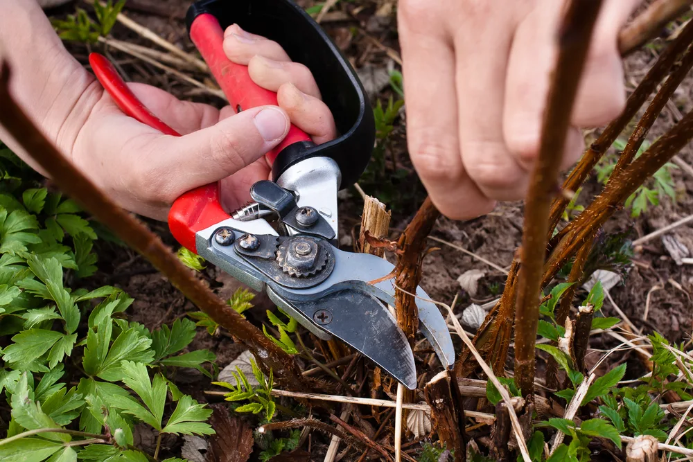 Significance of Pruning Raspberries.jpg