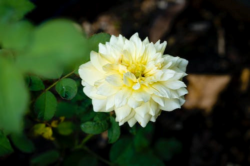 Significance of White Dahlia