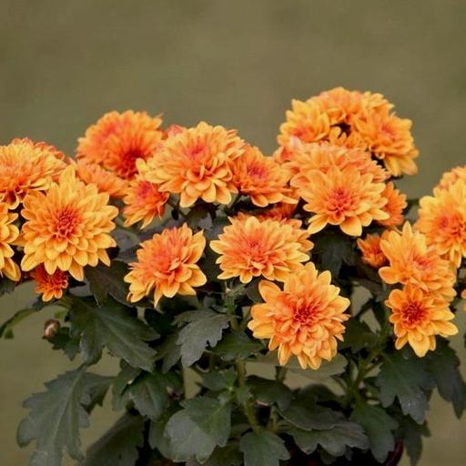 Silk Orange and Cream Mini Chrysanthemum bush with Leaves