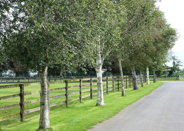 Silver Birch