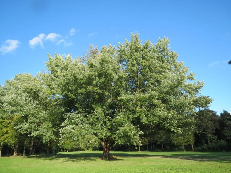 Silver Maple