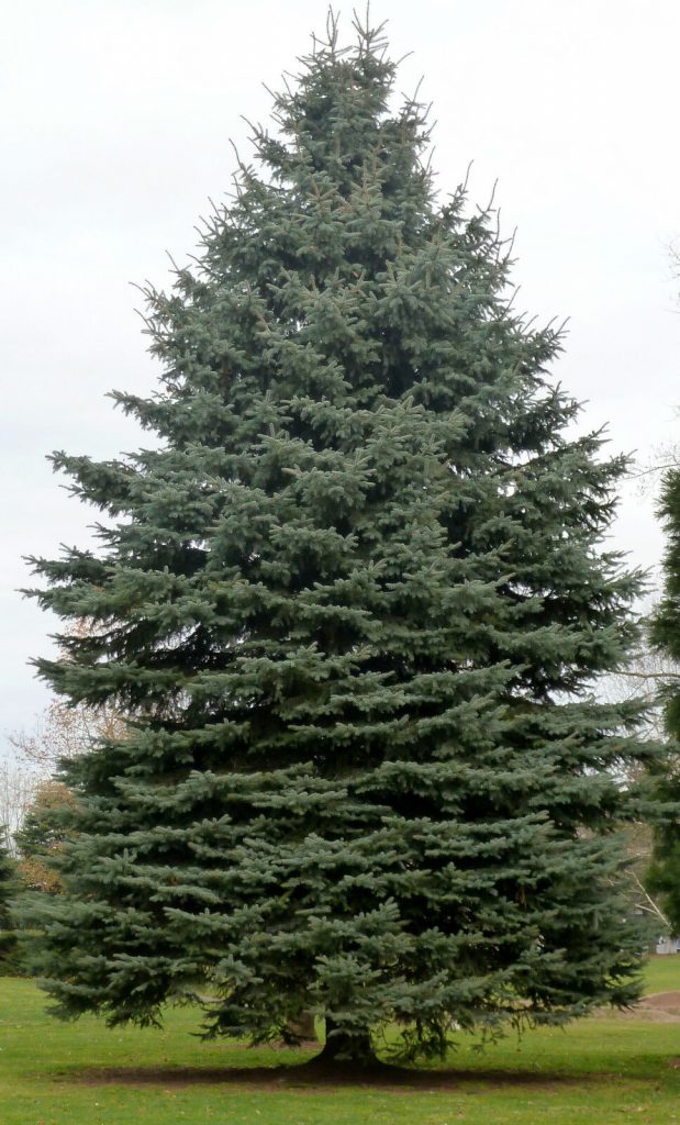 Sitka Spruce