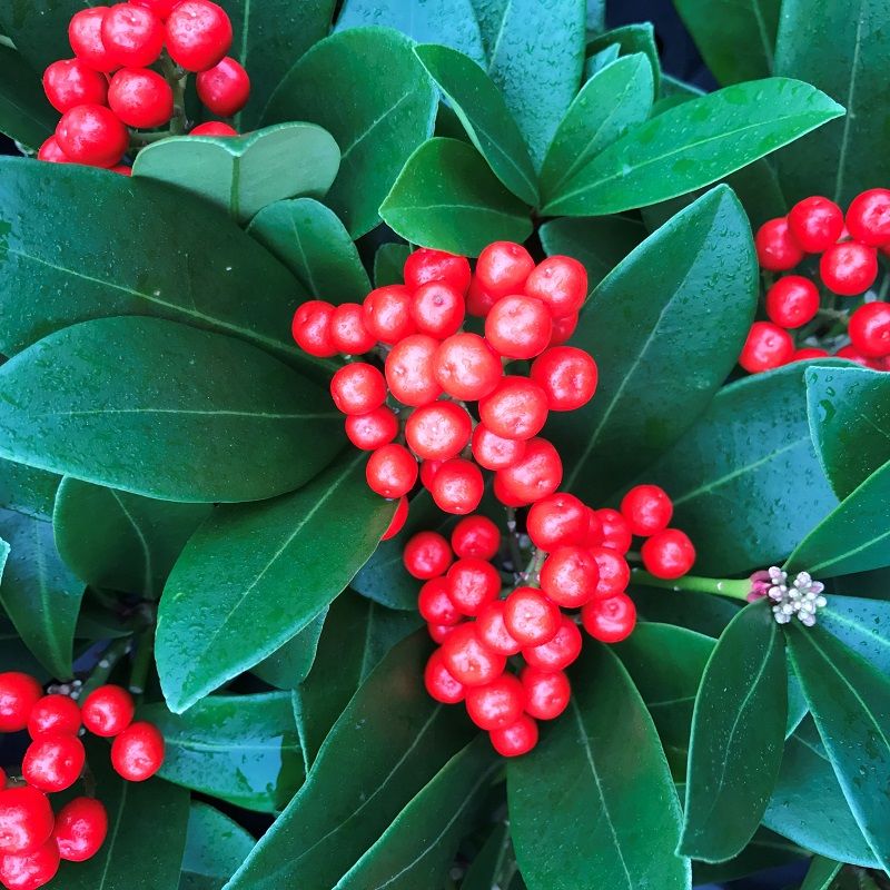 Skimmia Japonica 'Temptation'