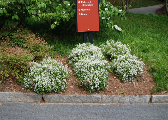 Slender Deutzia