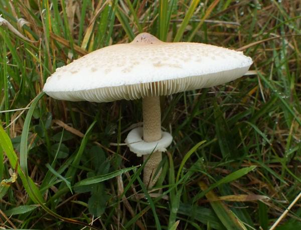 Slender Parasol