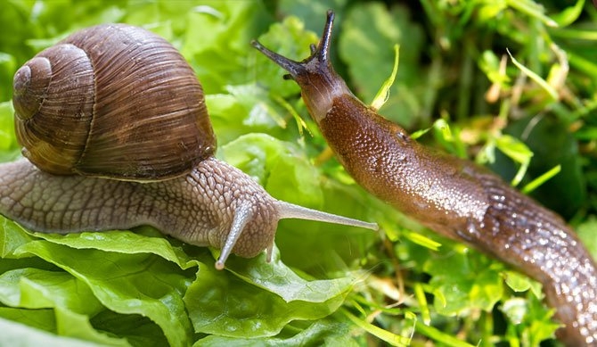 Slugs & Snails