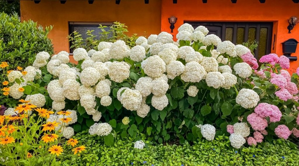 Smooth Hydrangea