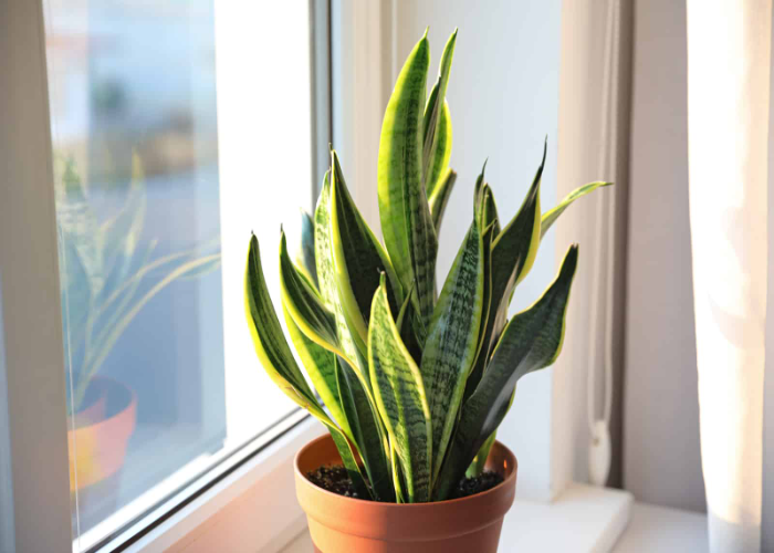 Snake Plant (2)