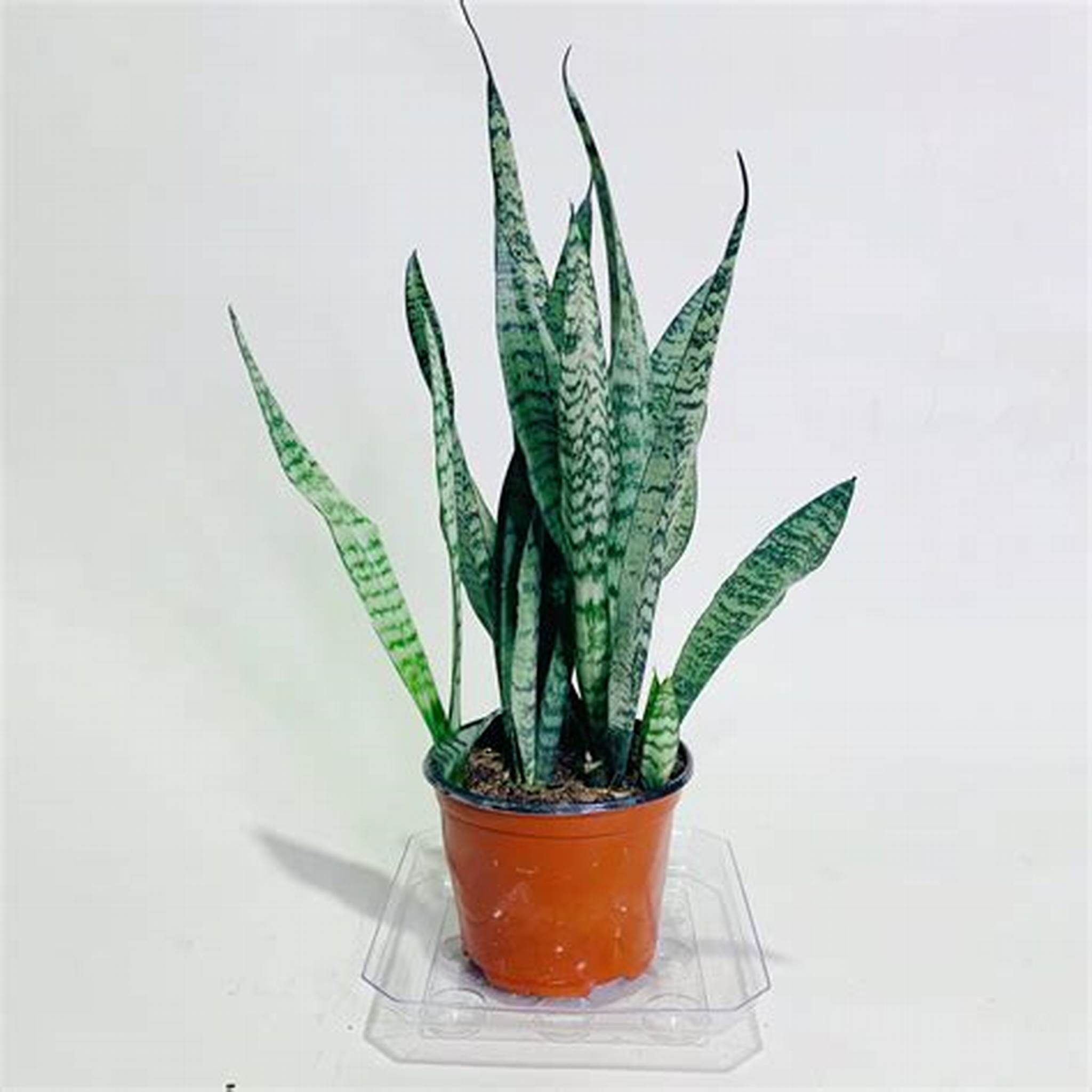 Snake Plant