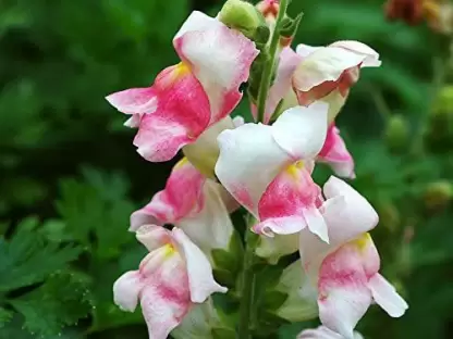 Snapdragon 